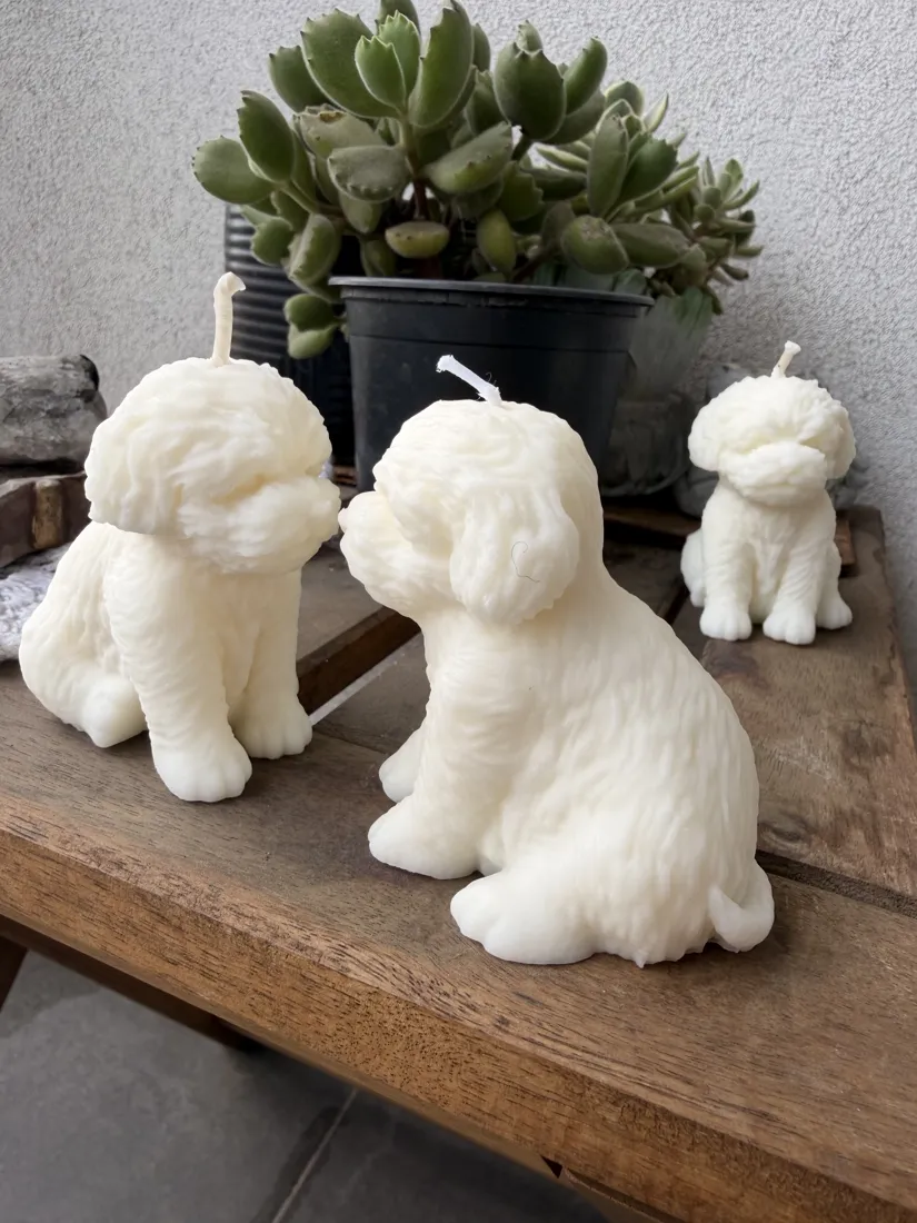Cachorro, foto 5