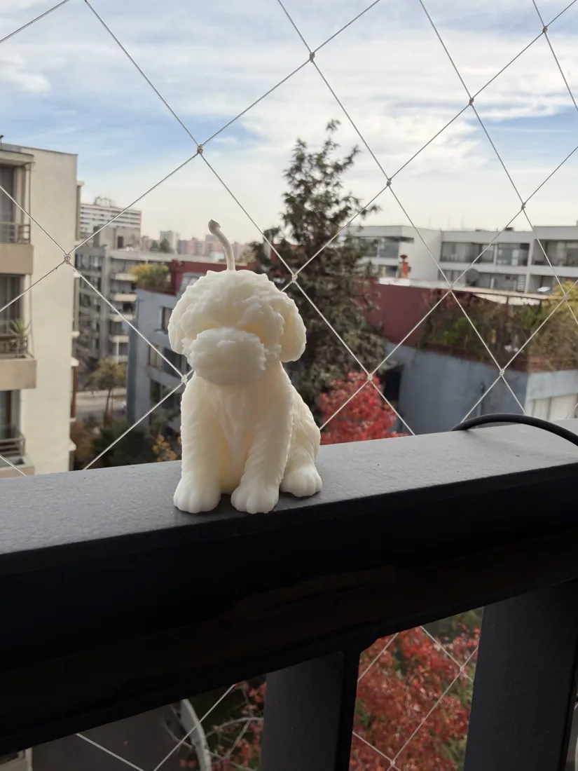 Cachorro, foto 6