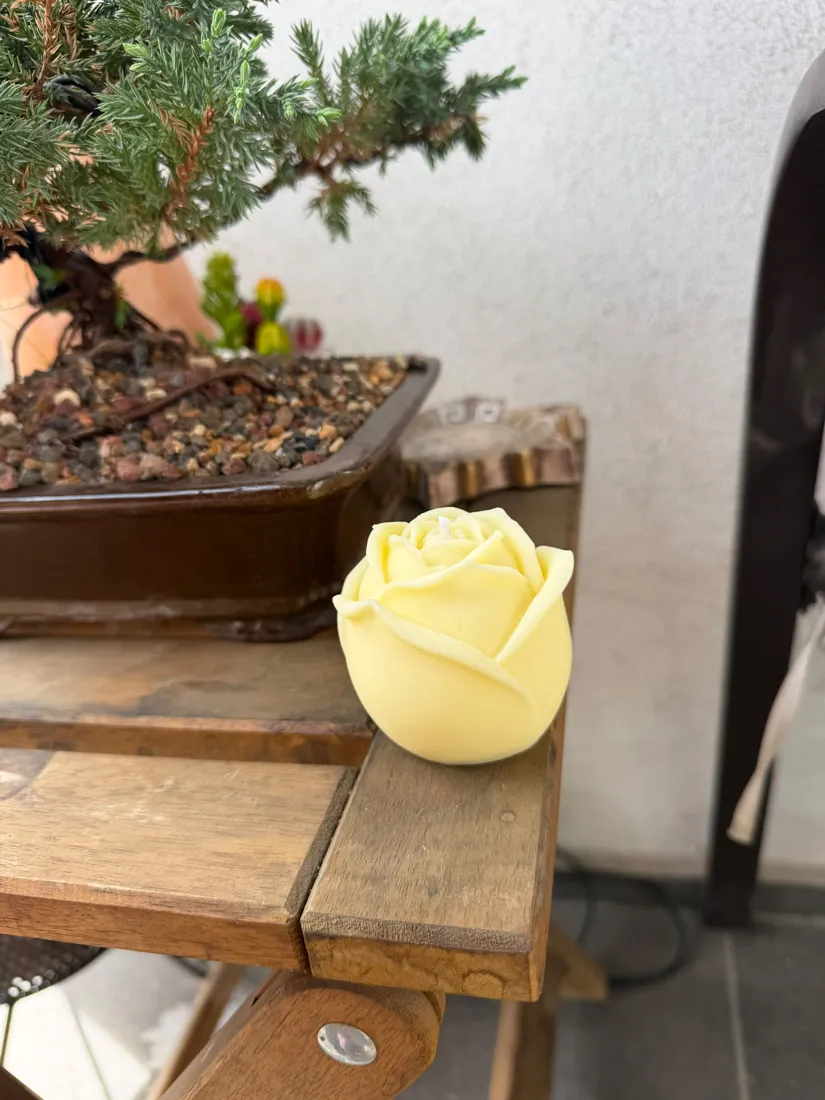 Rosa, foto 7